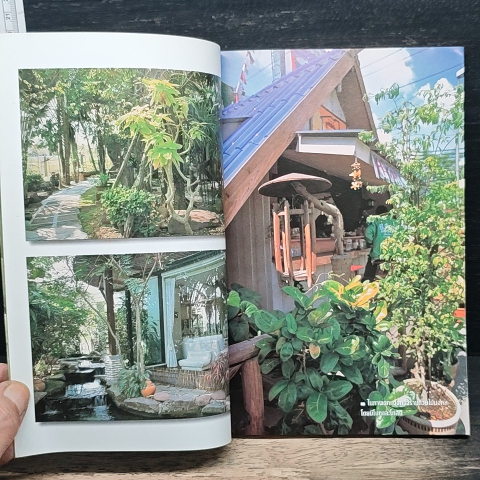 ปลูกไม้เสริมดวงบ้าน รูปที่ 7