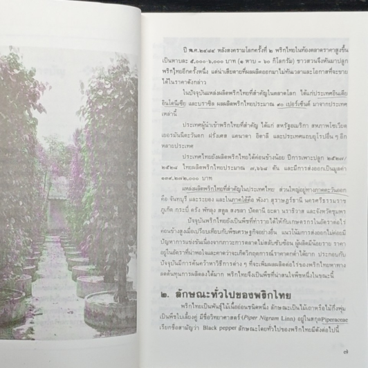พริกไทย รูปที่ 7