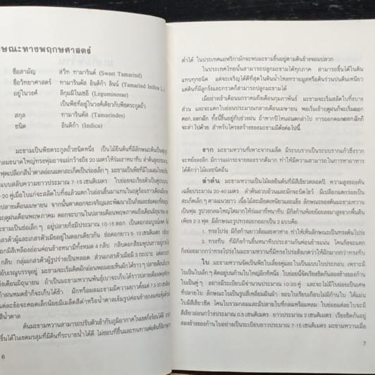 คู่มือการปลูก มะขามหวาน รูปที่ 8