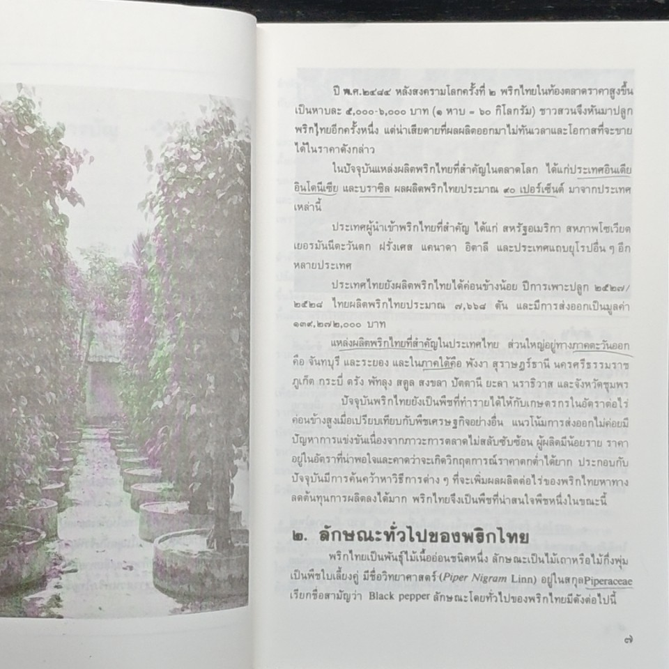 พริกไทย รูปที่ 7