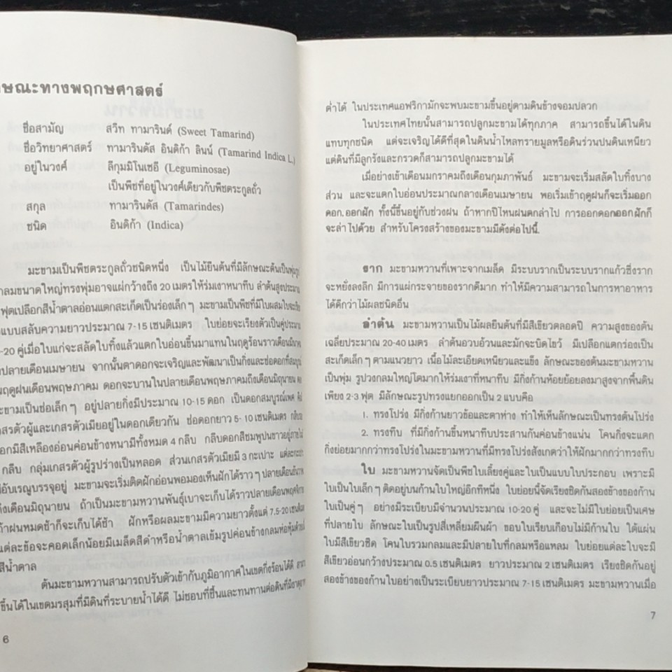 คู่มือการปลูก มะขามหวาน รูปที่ 8