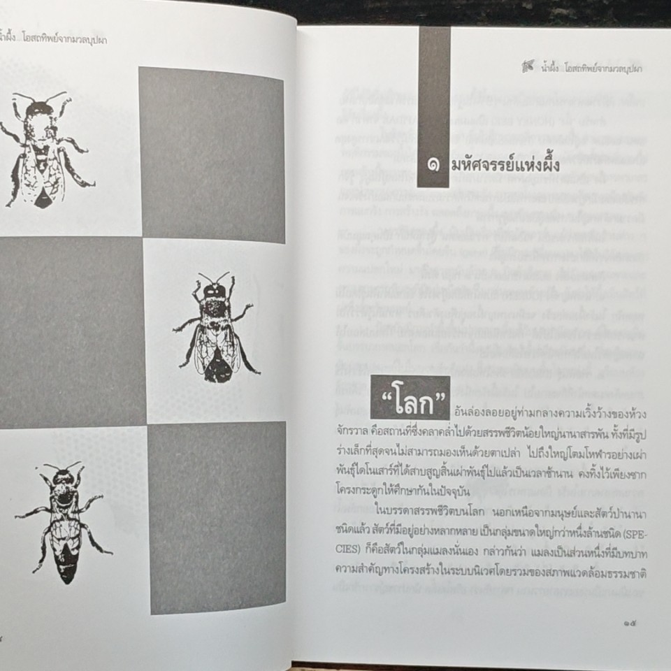 น้ำผึ้ง โอสถทิพย์จากมวลบุปผา รูปที่ 8