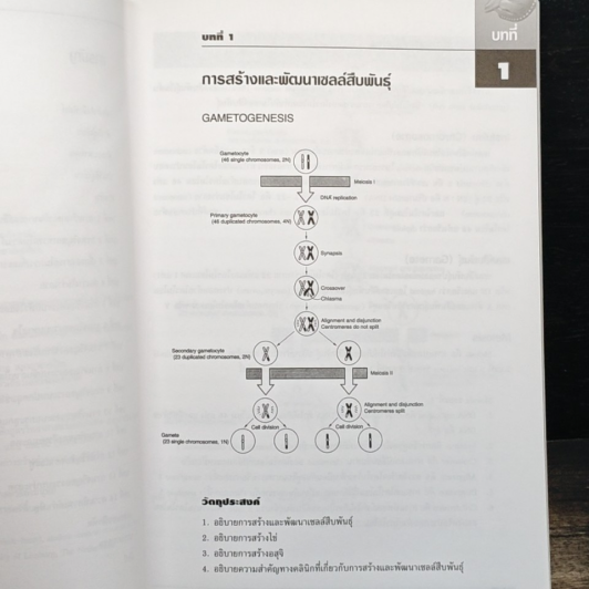Embryology วิทยาเอ็มบริโอ รูปที่ 8