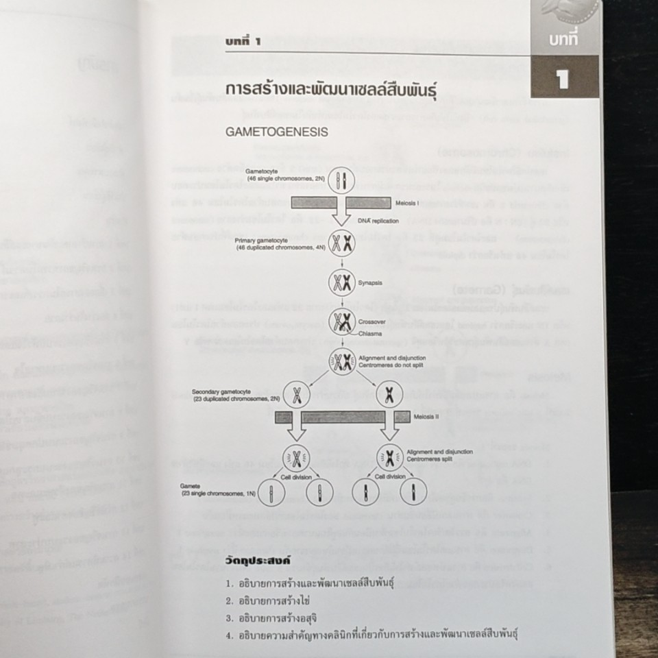 Embryology วิทยาเอ็มบริโอ รูปที่ 8