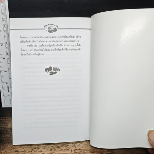 ผักปลอดภัยสารพิษ รูปที่ 9