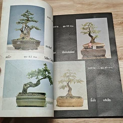บอนไซ เล่ม 24 รูปที่ 7