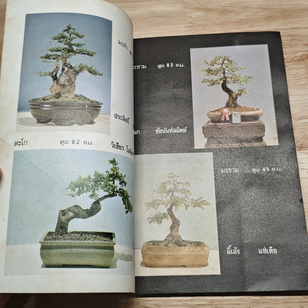 บอนไซ เล่ม 24 รูปที่ 7