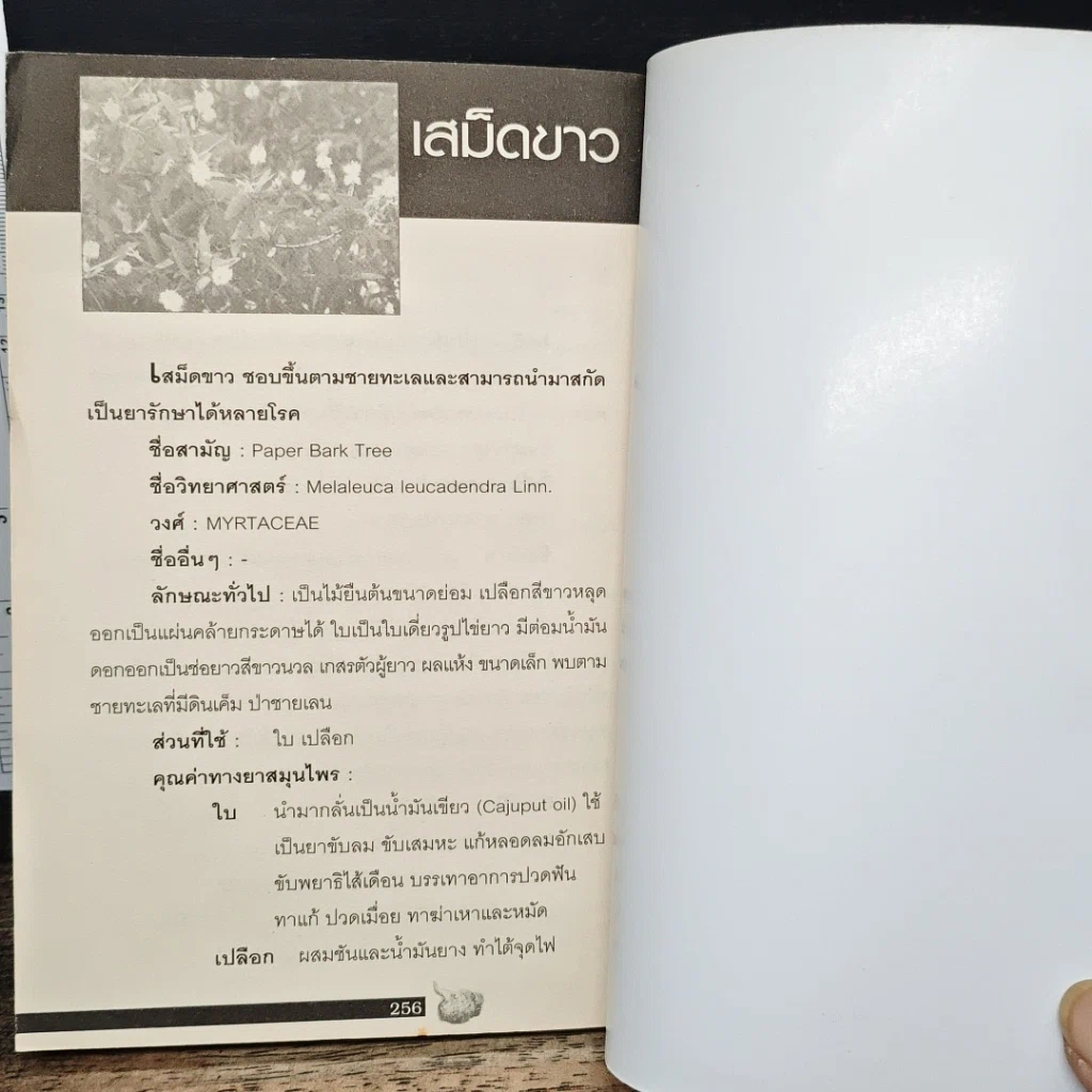 คัมภีร์แพทย์สมุนไพร รูปที่ 13