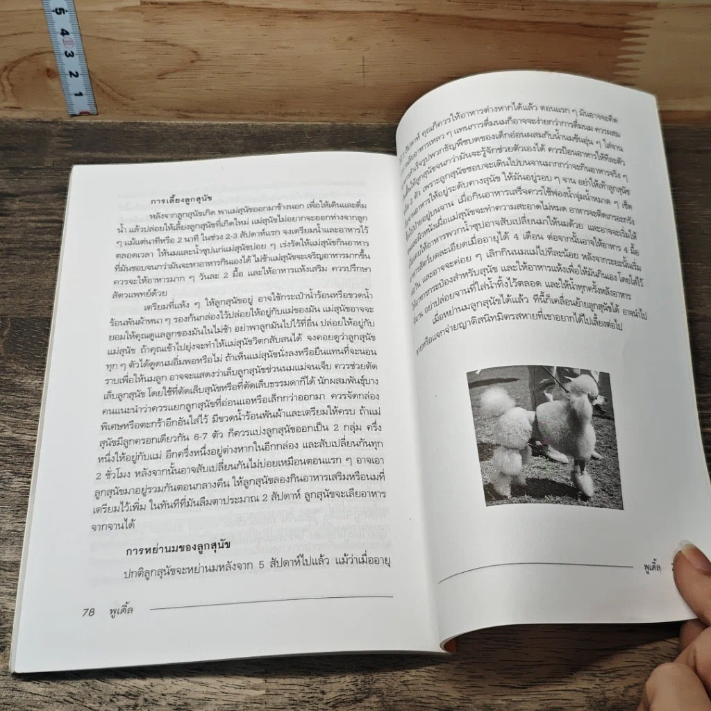 หนังสือ พูเดิ้ล Poodle รูปที่ 9