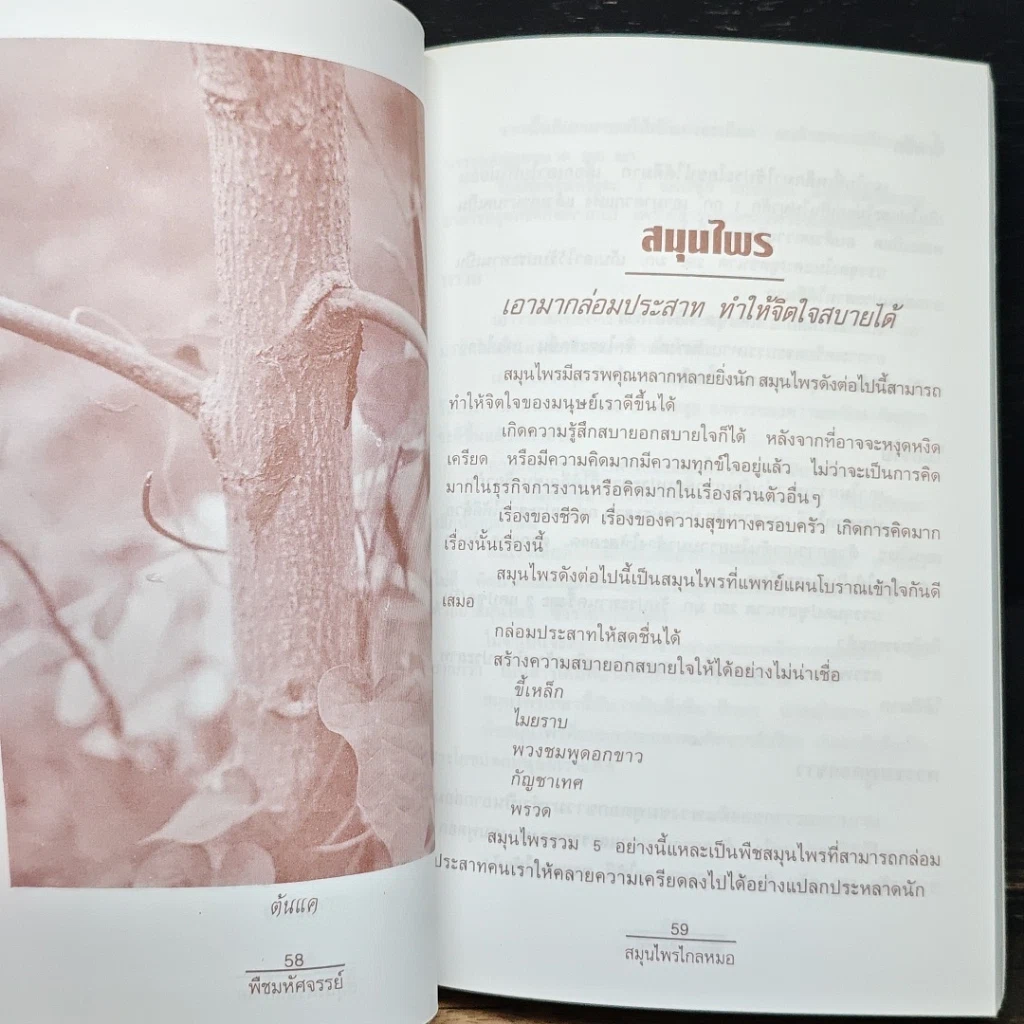 พืชมหัศจรรย์สมุนไพรไกลหมอ รูปที่ 10