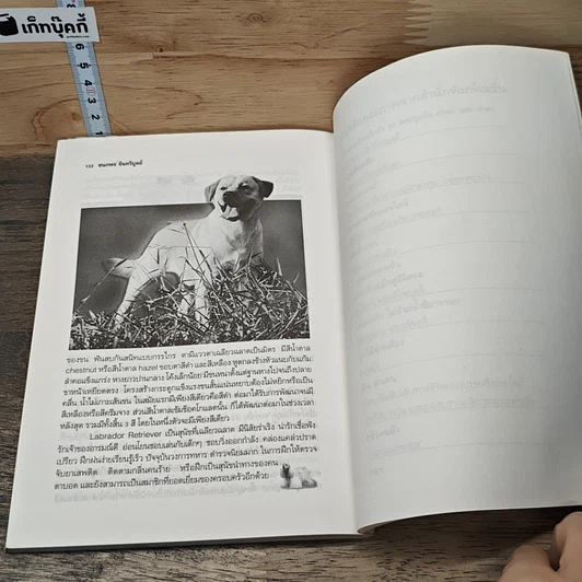 หนังสือ หมา (ไม่) หมา รูปที่ 9