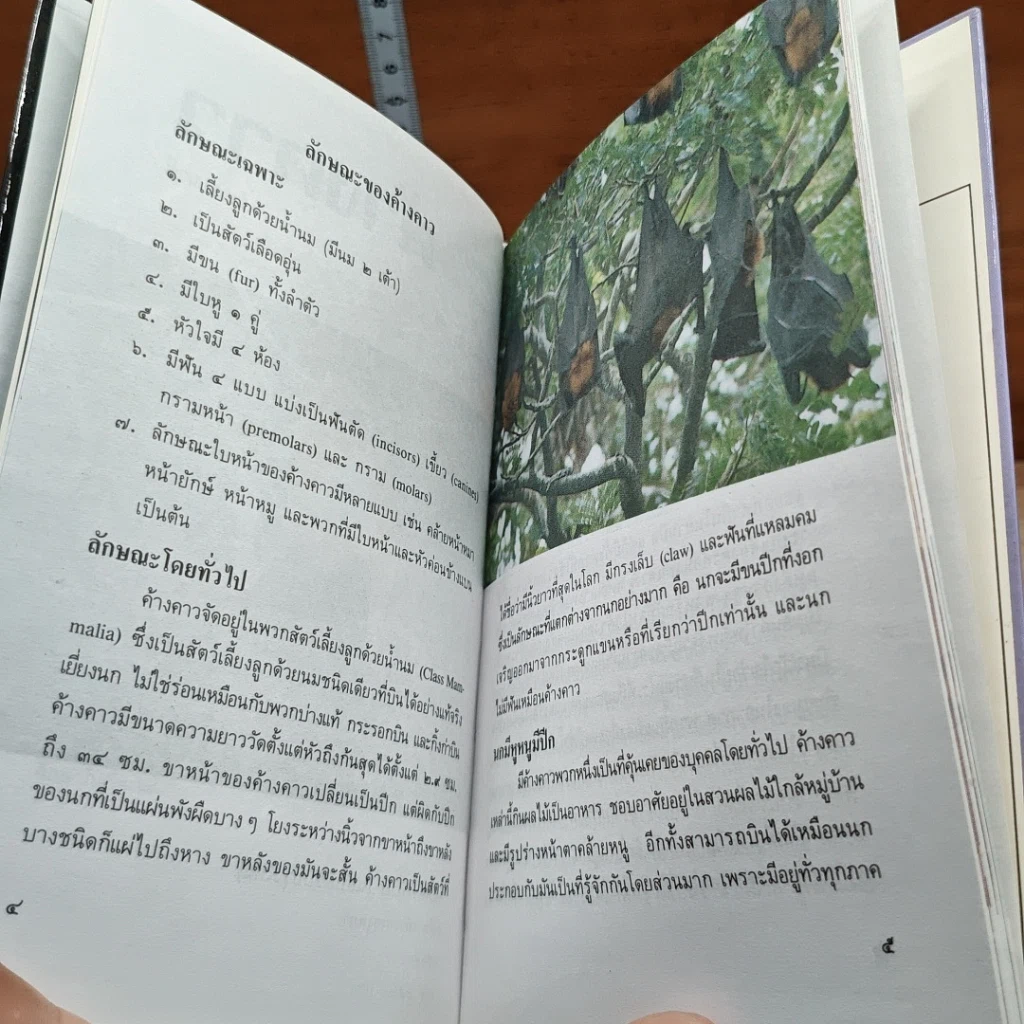หนังสือ ค้างคาว รูปที่ 6