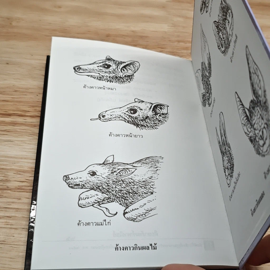 หนังสือ ค้างคาว รูปที่ 8
