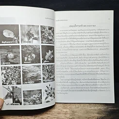 หนังสือ สมุนไพรเพื่อความงาม รูปที่ 7