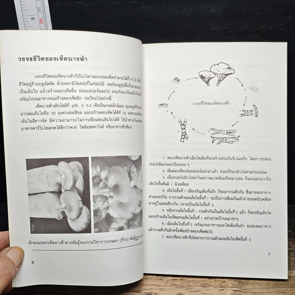 หนังสือ คู่มือการเพาะเห็ดนางฟ้า รูปที่ 8