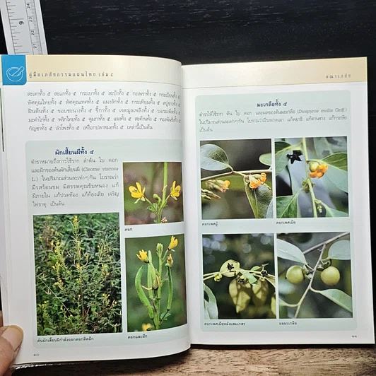 คู่มือเภสัชกรรมแผนไทย เล่ม 5 คณาเภสัช รูปที่ 11