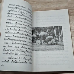 นายห้างป่าไม้ รูปที่ 8