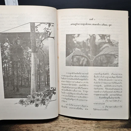 หนังสือ สักทอง รูปที่ 7