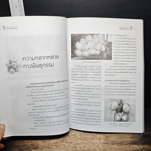หนังสือ มะพร้าว พืชสารพัดประโยชน์ รูปที่ 7