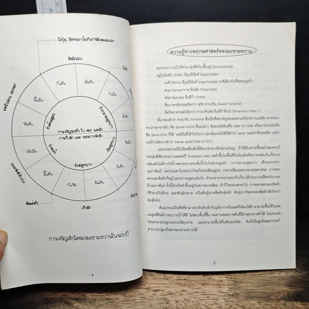 หนังสือ มะขามหวาน รูปที่ 7