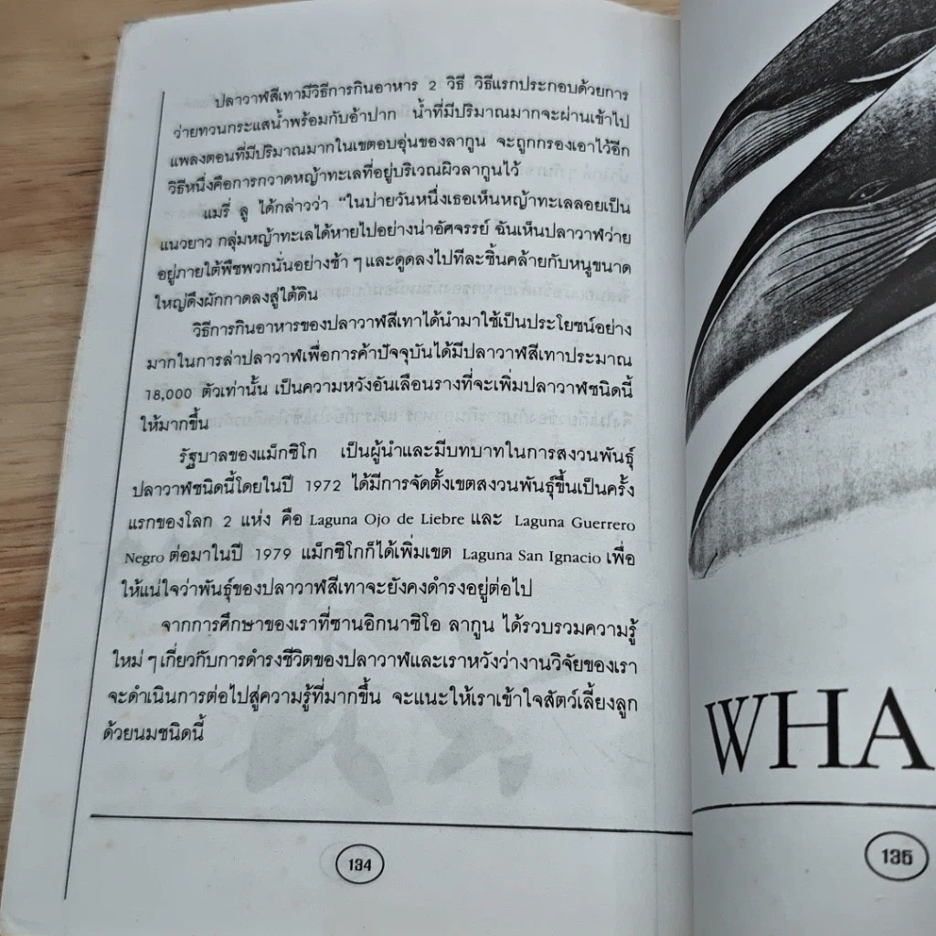 มหาสมุทร: เขตแดนลี้ลับของมนุษย์ รูปที่ 8