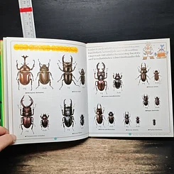 หนังสือ อันดับ 1 แมลง สัตว์ รูปที่ 8