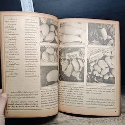 หนังสือ ฐานเกษตรกรรม ฉบับพิเศษ มะม่วง รูปที่ 8