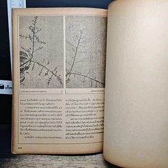 หนังสือ ฐานเกษตรกรรม ฉบับพิเศษ มะม่วง รูปที่ 9