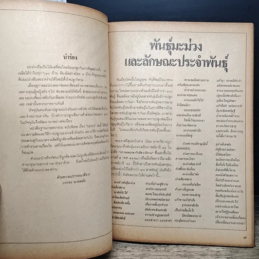 หนังสือ ฐานเกษตรกรรม ฉบับพิเศษ มะม่วง รูปที่ 7