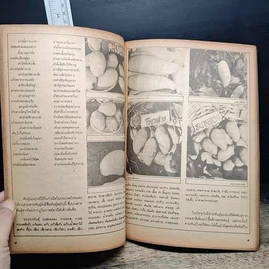 หนังสือ ฐานเกษตรกรรม ฉบับพิเศษ มะม่วง รูปที่ 8