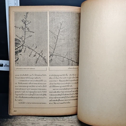 หนังสือ ฐานเกษตรกรรม ฉบับพิเศษ มะม่วง รูปที่ 9