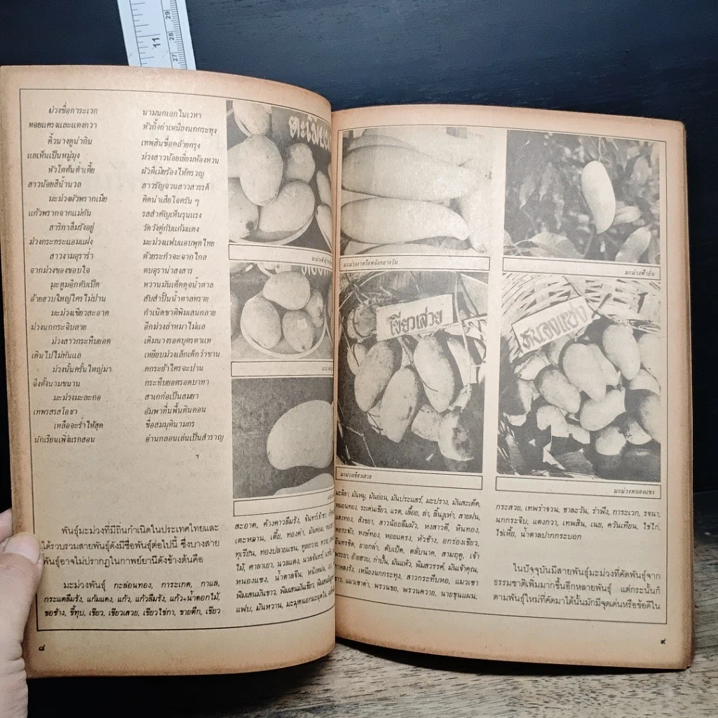 หนังสือ ฐานเกษตรกรรม ฉบับพิเศษ มะม่วง รูปที่ 8
