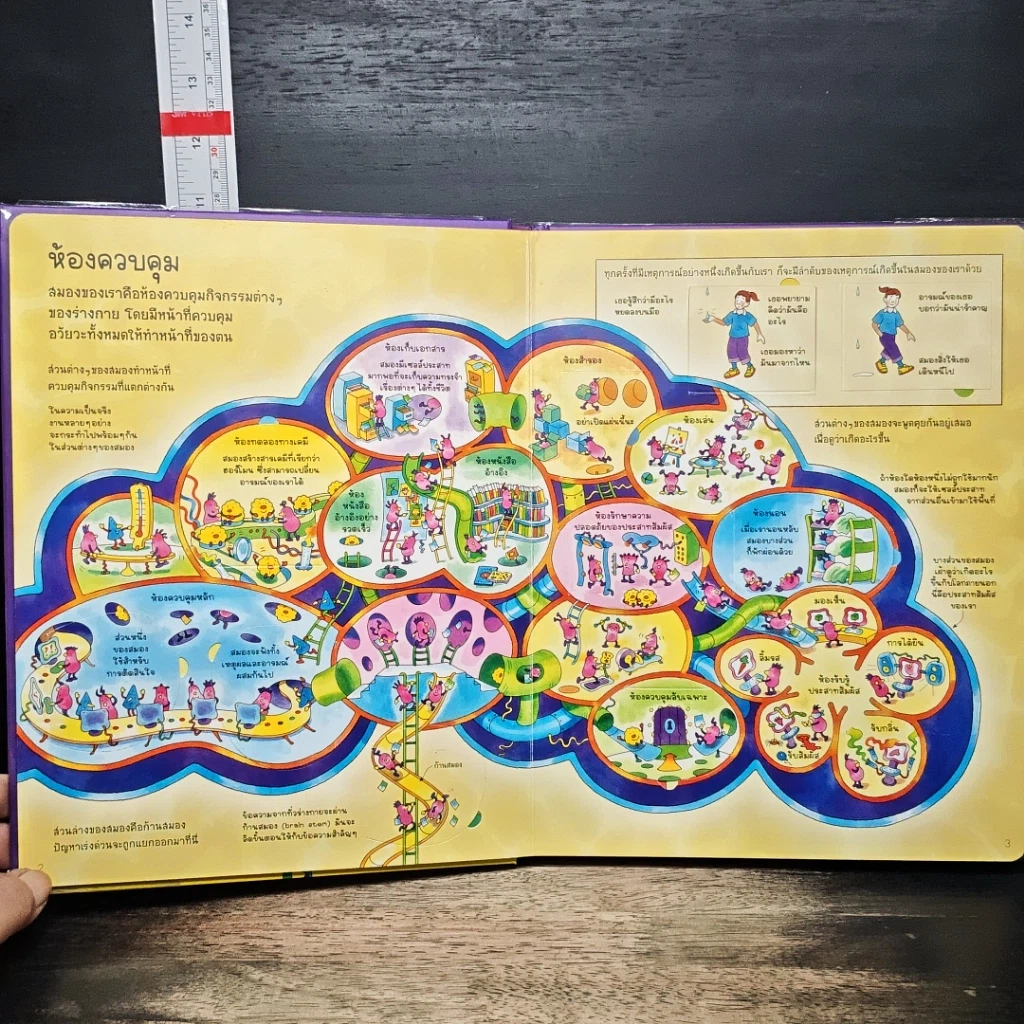 หนังสือ สนุกกับการค้นหาความรู้ข้างใน สมอง รูปที่ 7