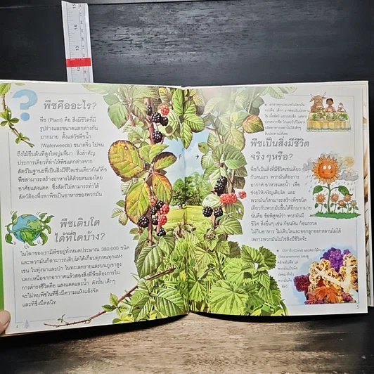 หนังสือ เด็กๆ รู้ไหมทำไม ต้นไม้มีใบ รูปที่ 7