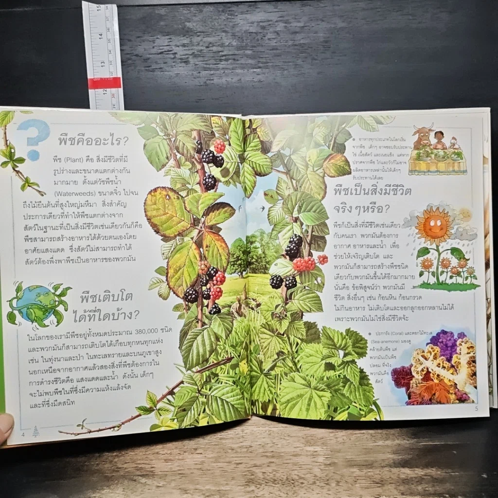 หนังสือ เด็กๆ รู้ไหมทำไม ต้นไม้มีใบ รูปที่ 7