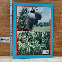 หนังสือ การตัดแต่งกิ่งมะม่วง รูปที่ 2