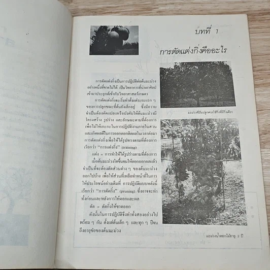 หนังสือ การตัดแต่งกิ่งมะม่วง รูปที่ 7