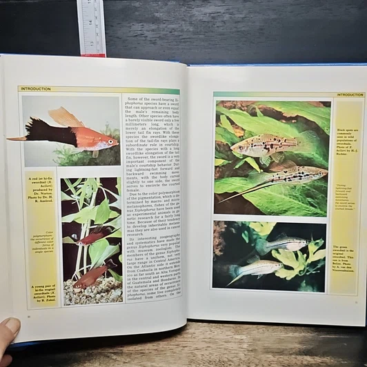 หนังสือ Swordtails and Platies รูปที่ 8