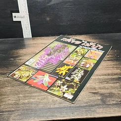 หนังสือ กล้วยไม้ป่ายอดนิยม รูปที่ 4