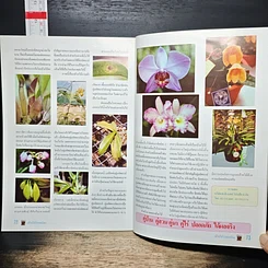 หนังสือ กล้วยไม้ป่ายอดนิยม รูปที่ 8