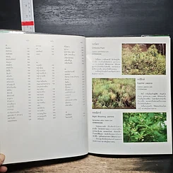 หนังสือ ไม้ดอกไม้ประดับ รูปที่ 8