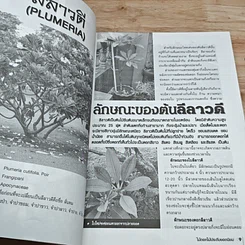 5 ไม้ประดับ รูปที่ 7