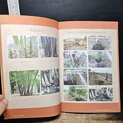 คู่มือ การปลูกไผ่หายจน รูปที่ 7