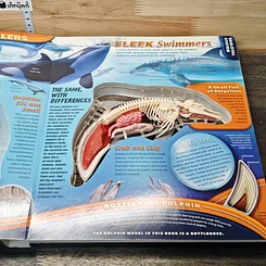 หนังสือ Uncover a Dolphin รูปที่ 7