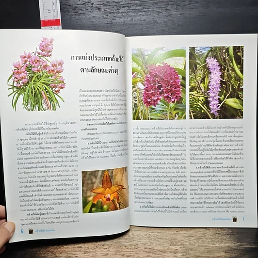 หนังสือ กล้วยไม้ป่ายอดนิยม รูปที่ 7