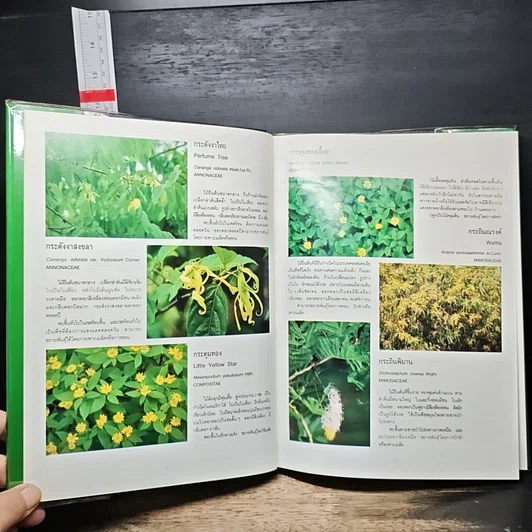 หนังสือ ไม้ดอกไม้ประดับ รูปที่ 9