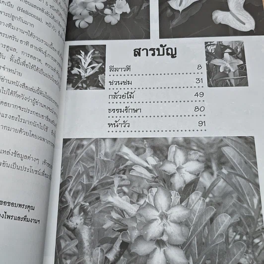 5 ไม้ประดับ รูปที่ 6