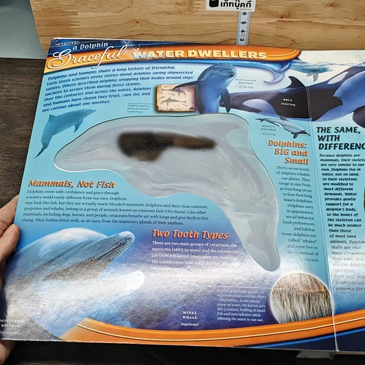 หนังสือ Uncover a Dolphin รูปที่ 6