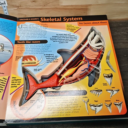 Uncover a Shark รูปที่ 7