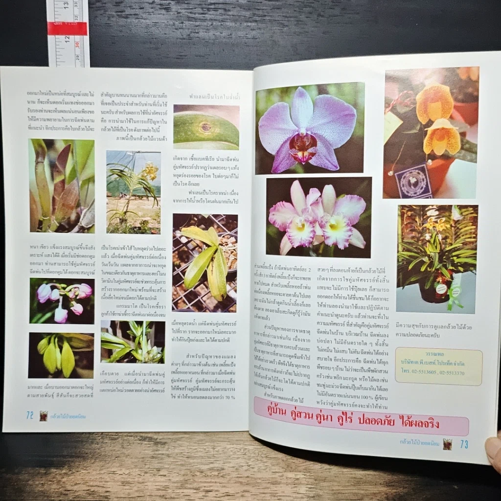 หนังสือ กล้วยไม้ป่ายอดนิยม รูปที่ 8